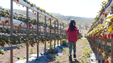 Reseña: Green innovation in the Latin American agri-food industry